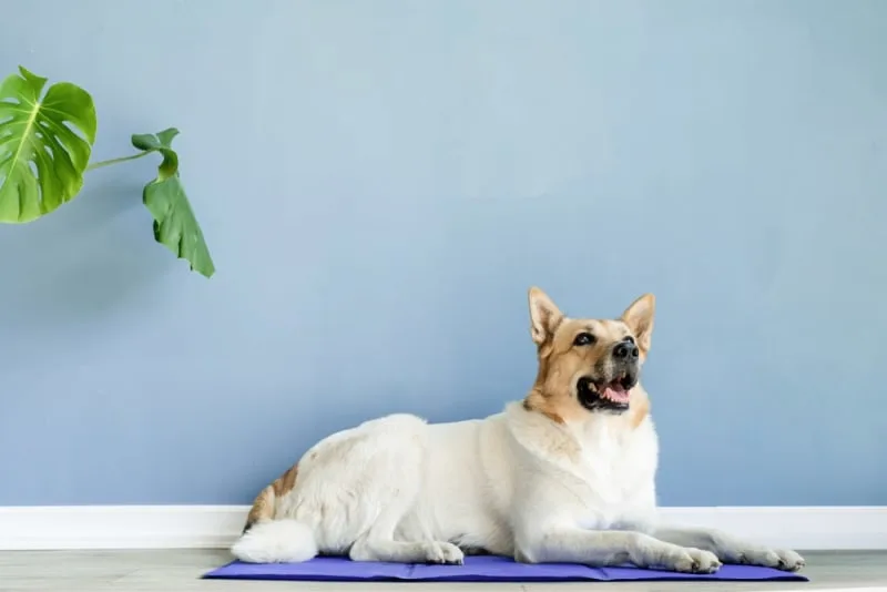 C-Sections For Dogs