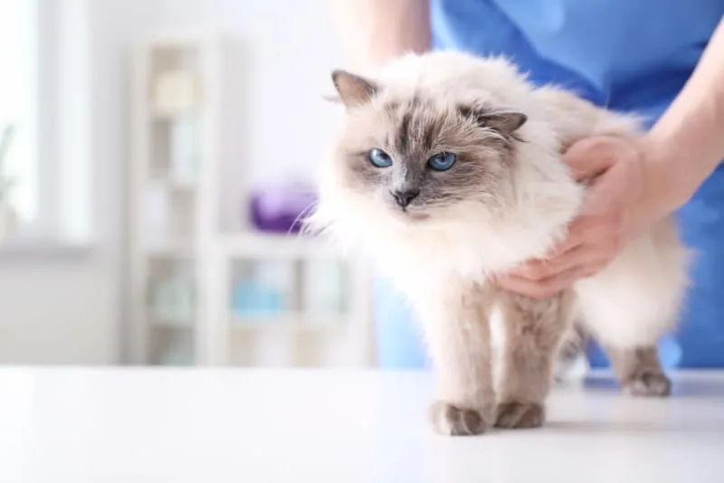 Why Your Cat Needs the Rabies Vaccine