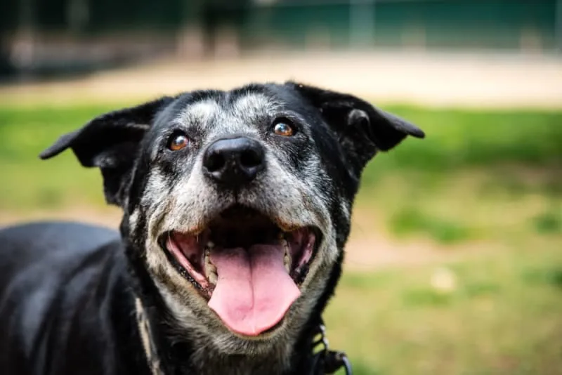 What Age is a Dog Considered a Senior?