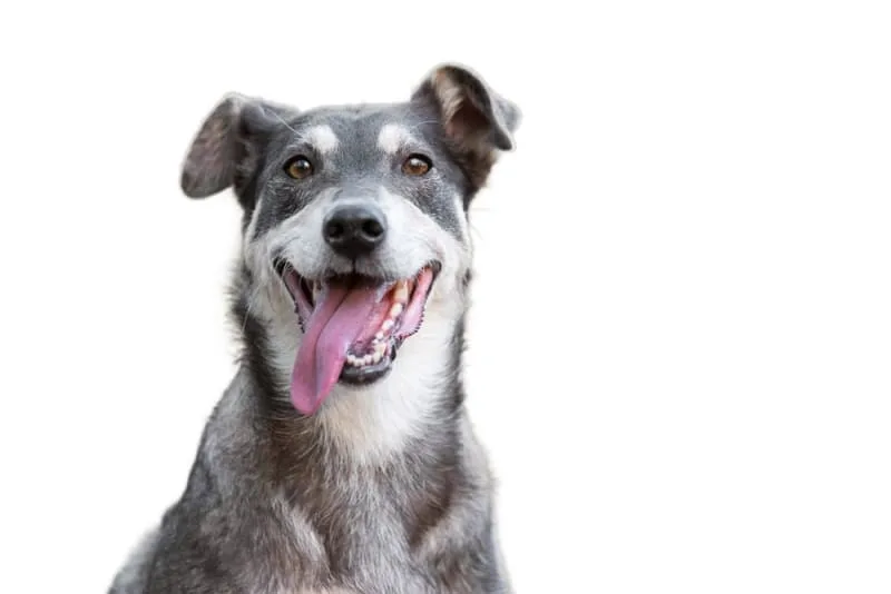 Signs Your Pet Is Choking & What To Do