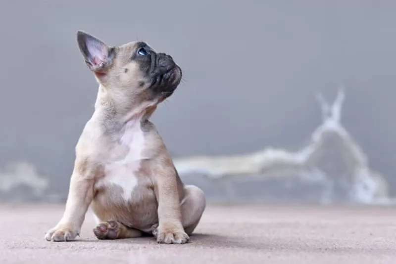 Getting Your Dog Fixed: When & What to Know
