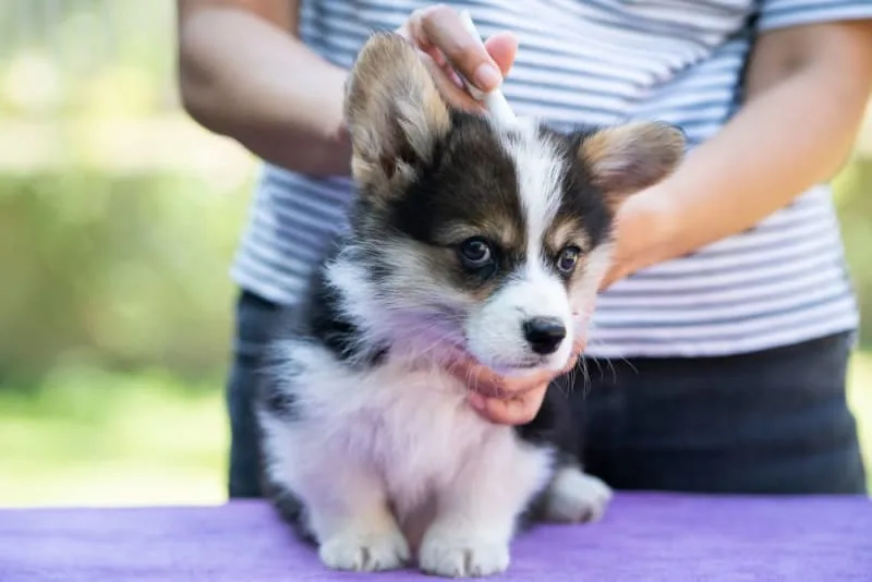 Tick-Borne Disease in Dogs