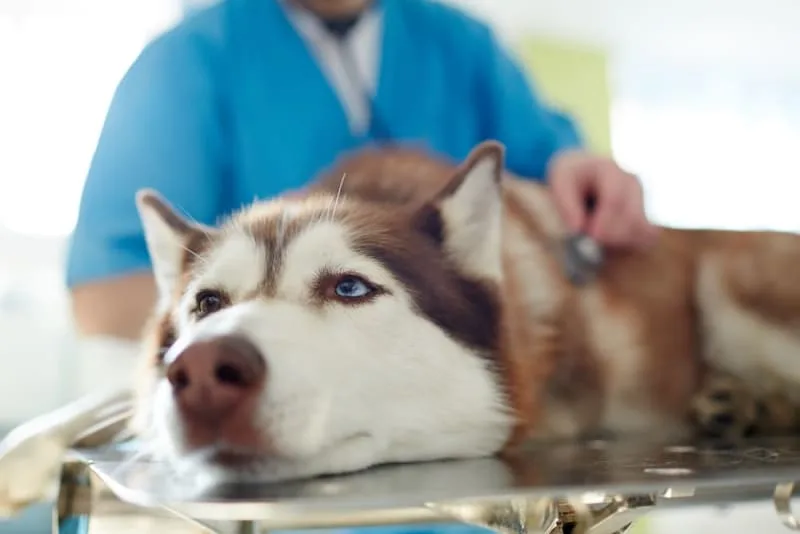 Dog Intestinal Blockage Surgery