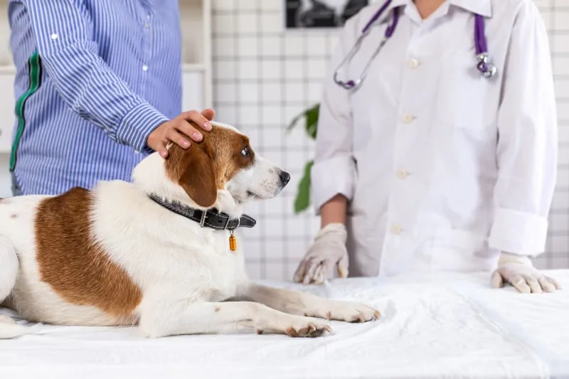 Signs Your Pet Needs Emergency Care