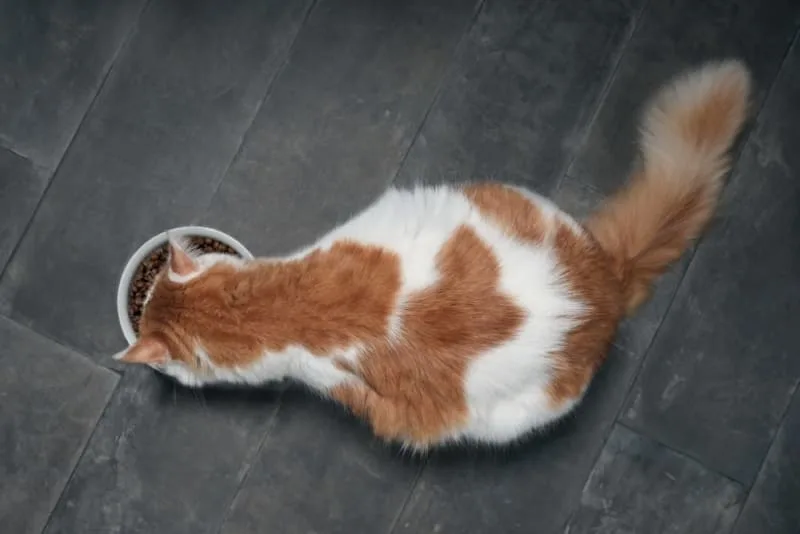 Diet For Cats With Hyperthyroidism