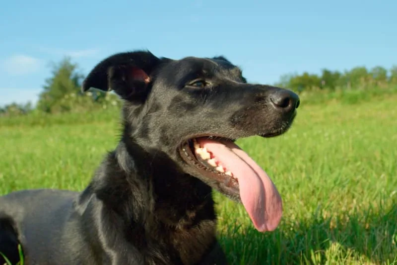Why does my dog's breath smell so bad?