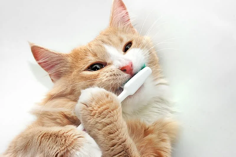 How To Clean Your Cat's Teeth