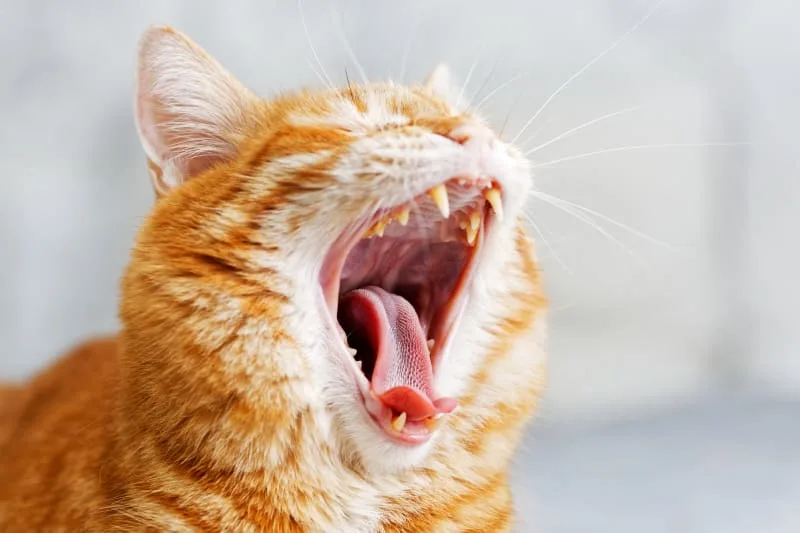 Preventing Cat Dental Problems