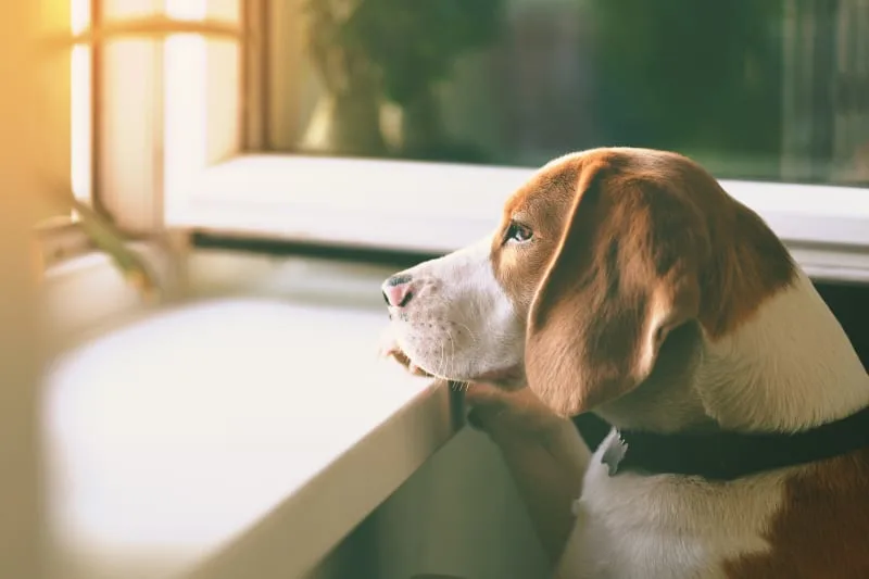 Leaving Your Dog Home Alone: The Facts