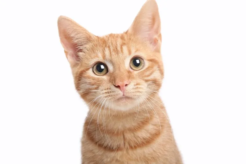Toxoplasma Gondii and What You Need to Know About Toxoplasmosis