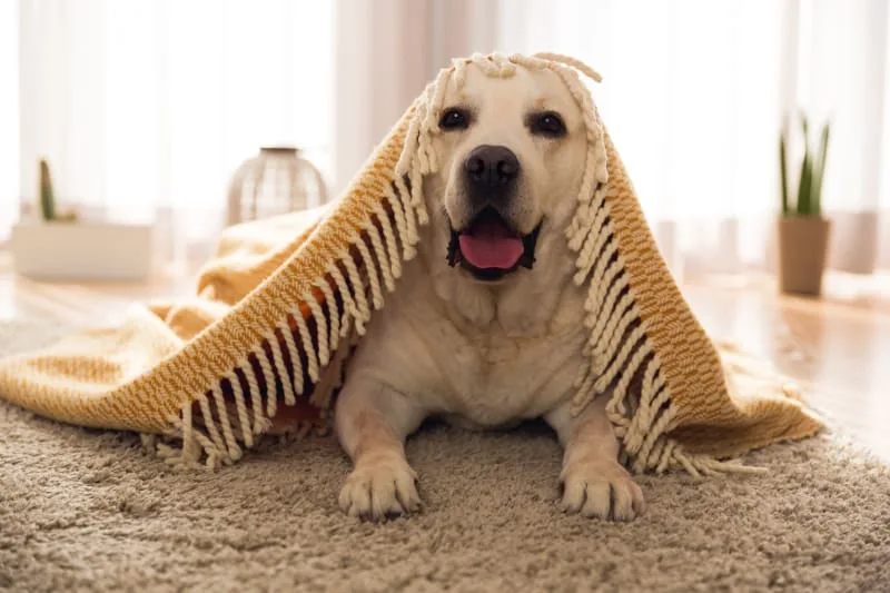 What is the Difference Between Pet Insurance & Pet Wellness Plans?