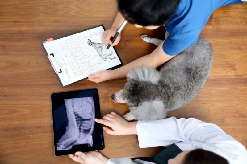 Diagnostic Imaging For Your Dog or Cat