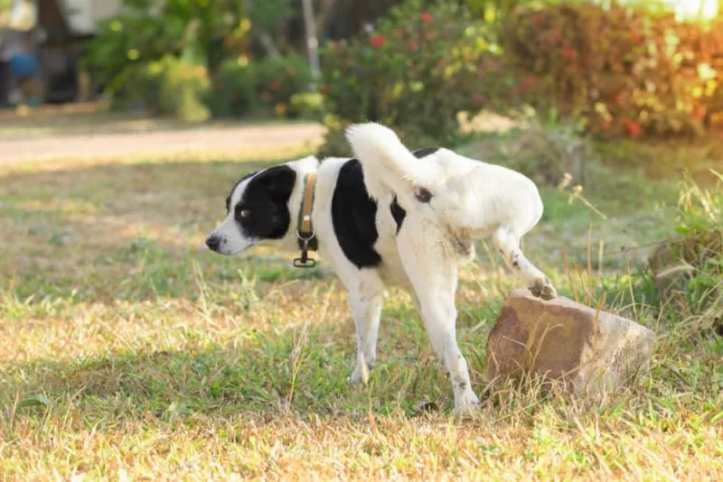 Bladder Infections in Dogs: Symptoms & Treatment