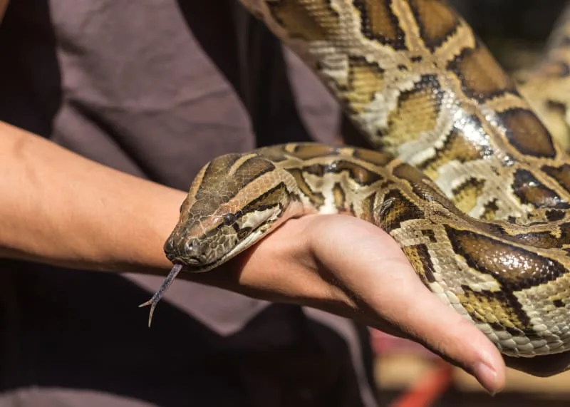 Burmese Python Facts