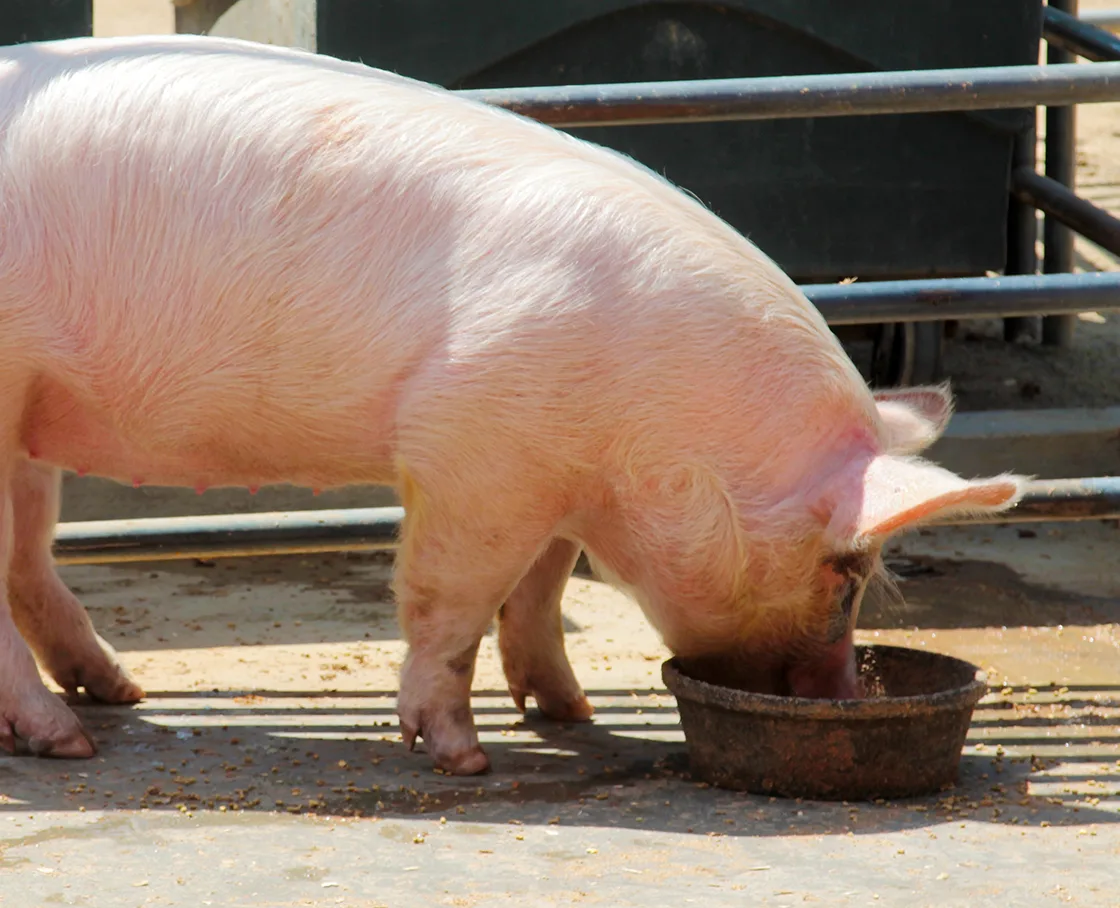 pig eating