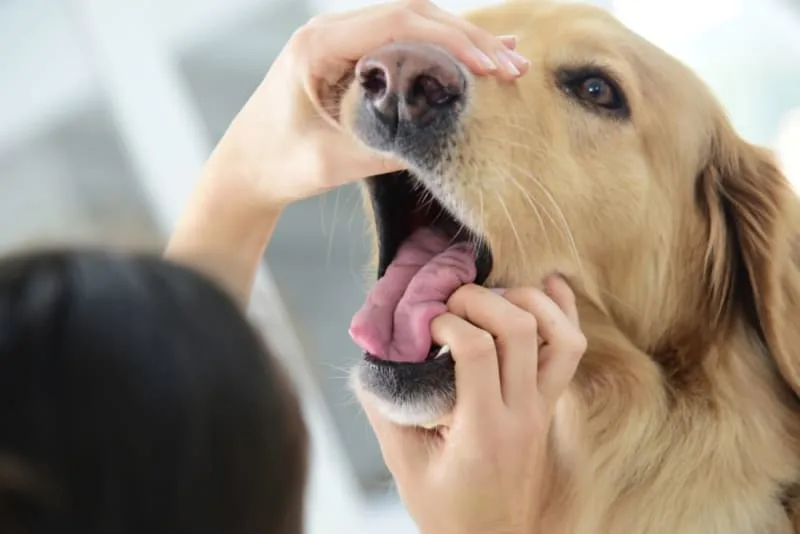 Dog Tooth Extraction: What to expect