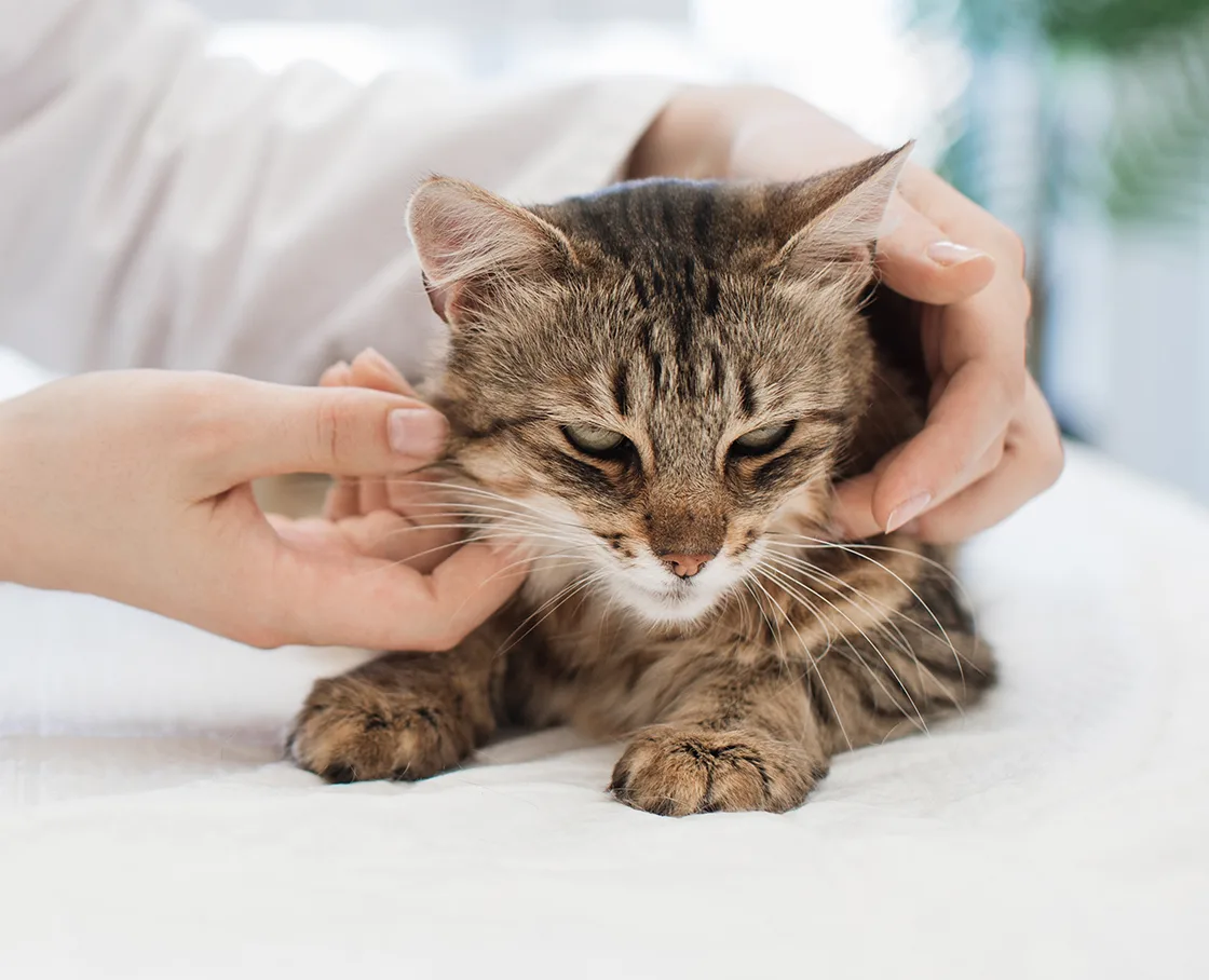 veterinarian examining mature cat neck