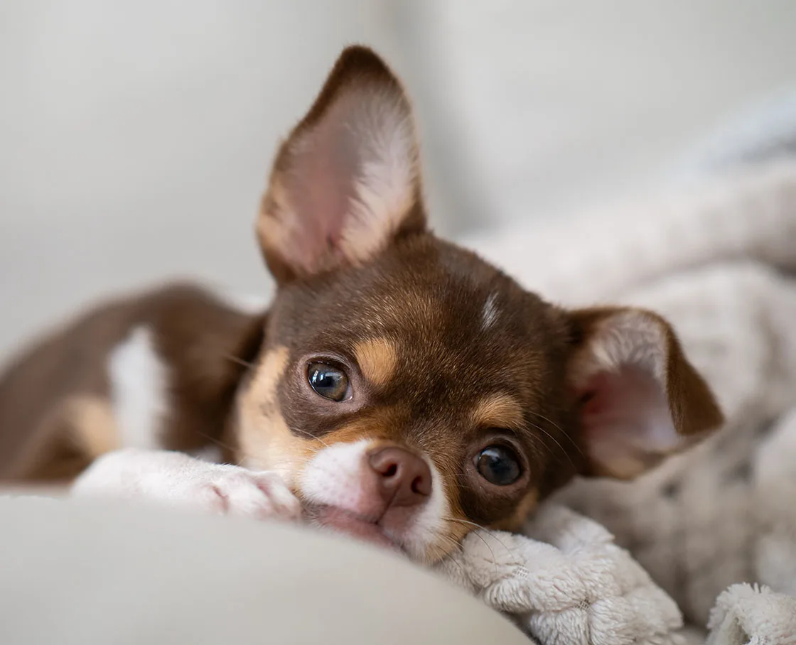 Tiny chihuahua puppy napping peacefully, nestled in soft blankets