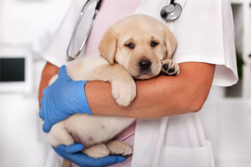 Parvovirus in Puppies: Symptoms & Treatment
