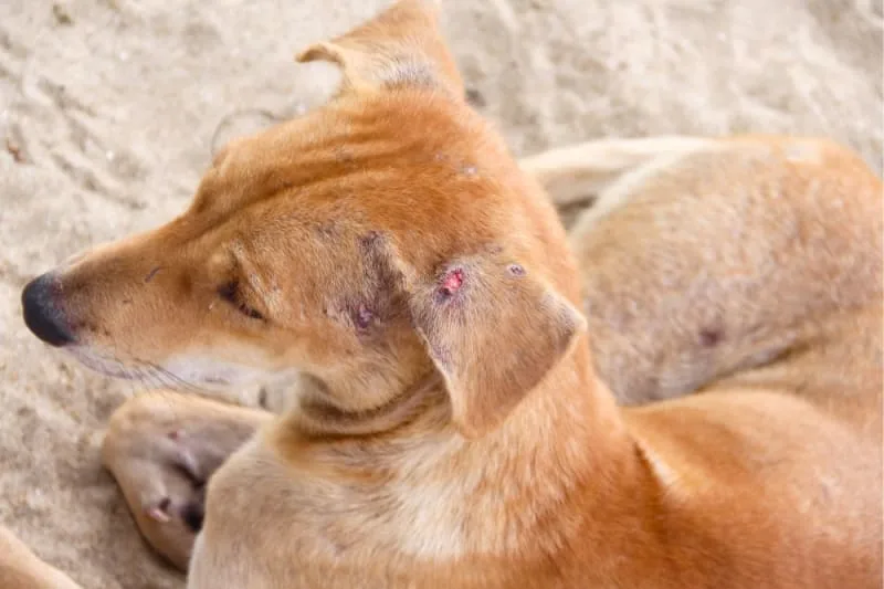 Ear Bleeding in Dogs
