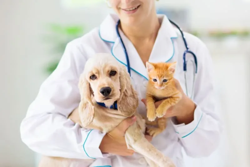 The Importance of Routine Wellness Exams in Pets