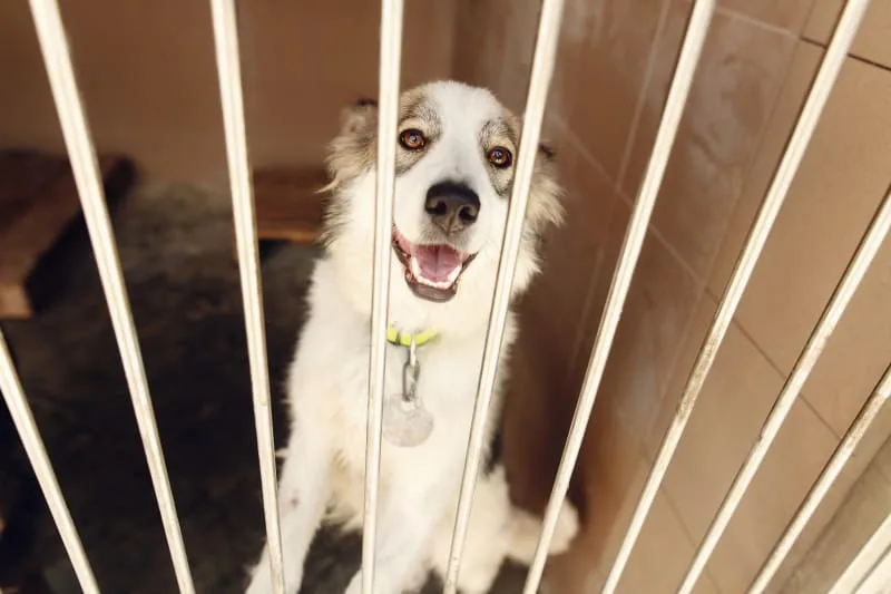 Dog Boarding: What To Look For When Boarding Your Dog