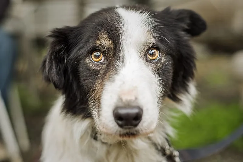 Signs of Bladder Infection in Dogs