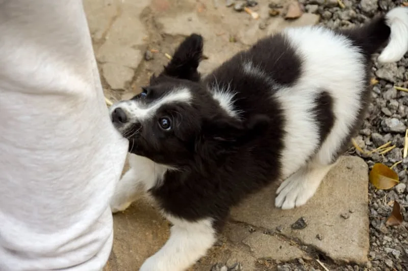 How to Stop Puppy Biting