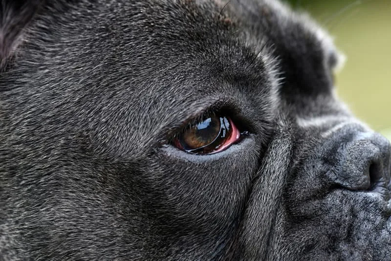 Why are my dog's eyes red?