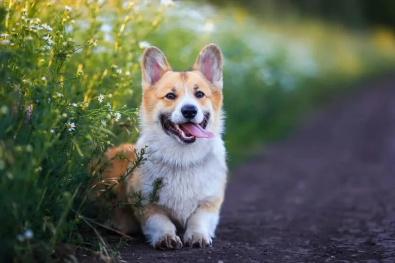 Dermatitis in Dogs