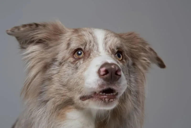 Cataract Surgery for Dogs - What to Expect