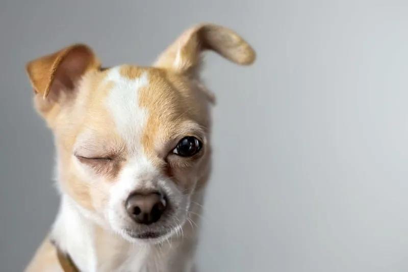 Enucleation in Dogs
