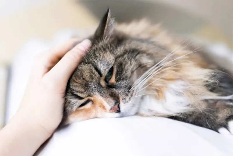 How to Tell if Your Cat Is Sick: Signs & Symptoms