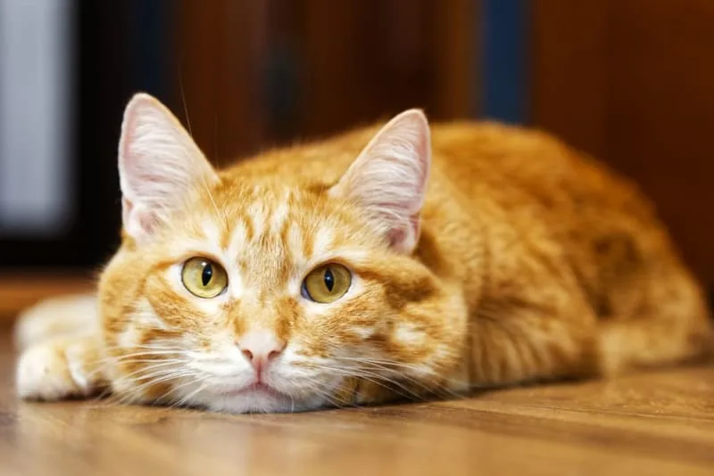 How Long Can You Leave a Cat Alone?
