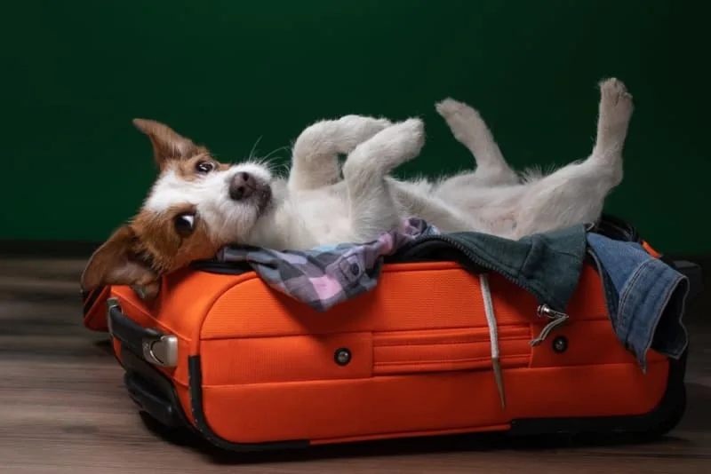 Boarding Your Dog: What to Know