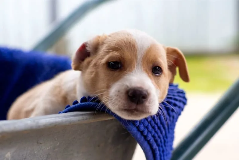Teething Puppies: Tips & Tricks