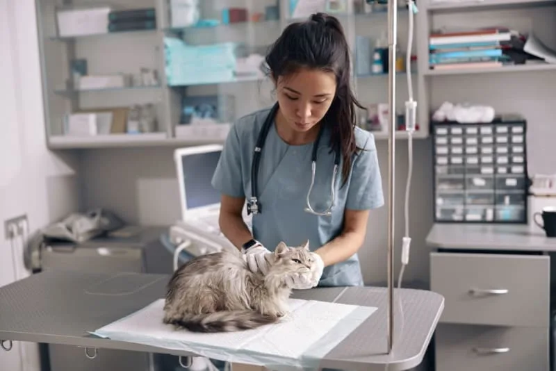 Kitten's First Vet Visit: What to Expect