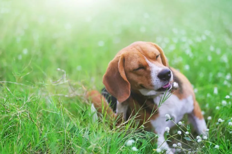 Facial Swelling in Dogs