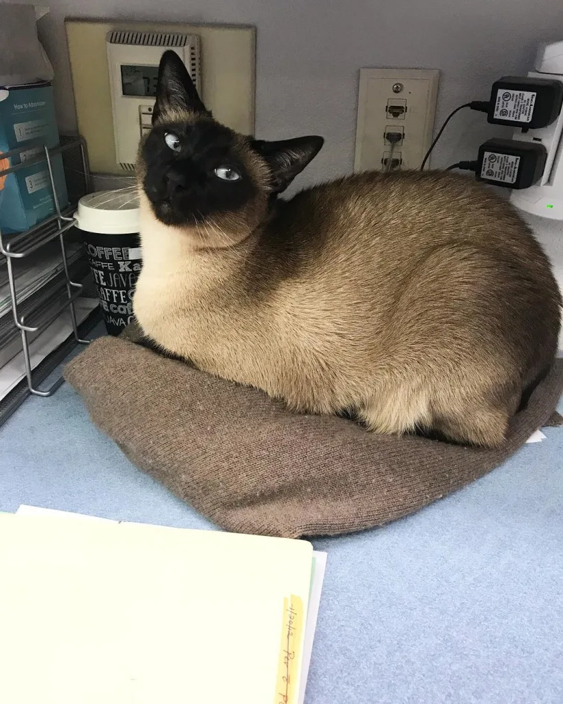 gray cat at vet visit