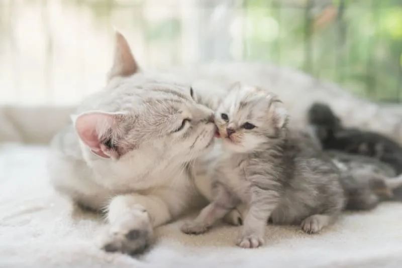 How to Tell if My Cat Is Pregnant?