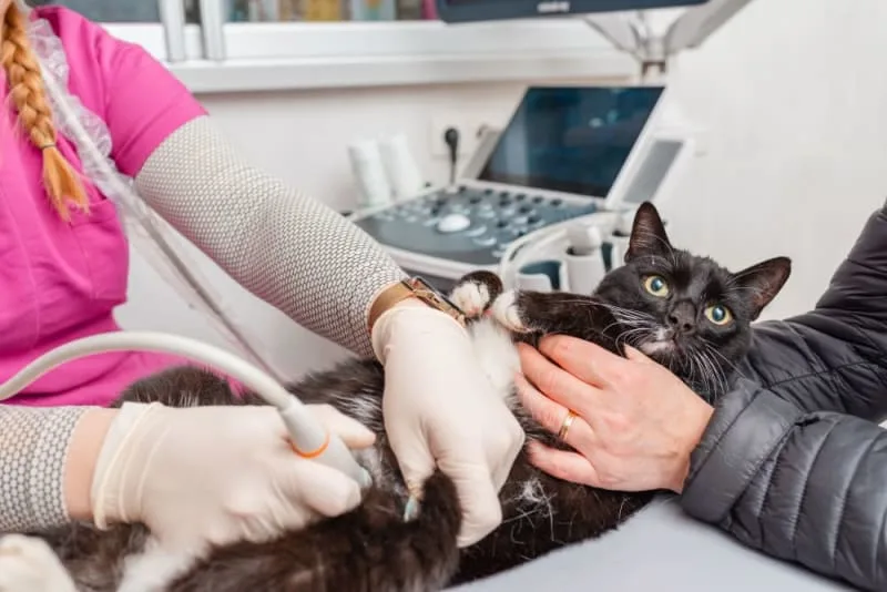 Ultrasound Examination in Cats