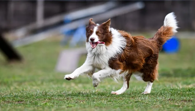 Dog Hip Dysplasia Surgery