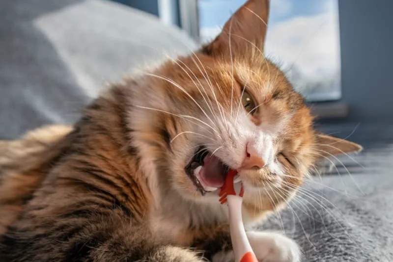 Tooth Resorption in Cats