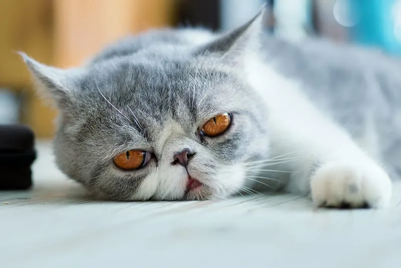 Cat Colds & How to Help Your Cat Feel Better
