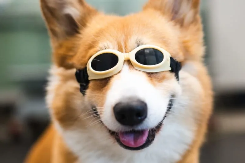 Benefits of Cold Laser Therapy For Dogs
