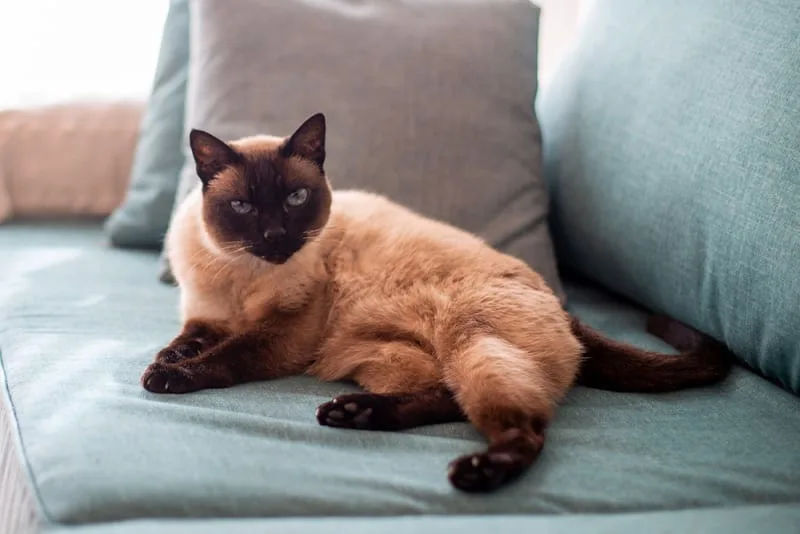 Can cats get hypothyroidism?