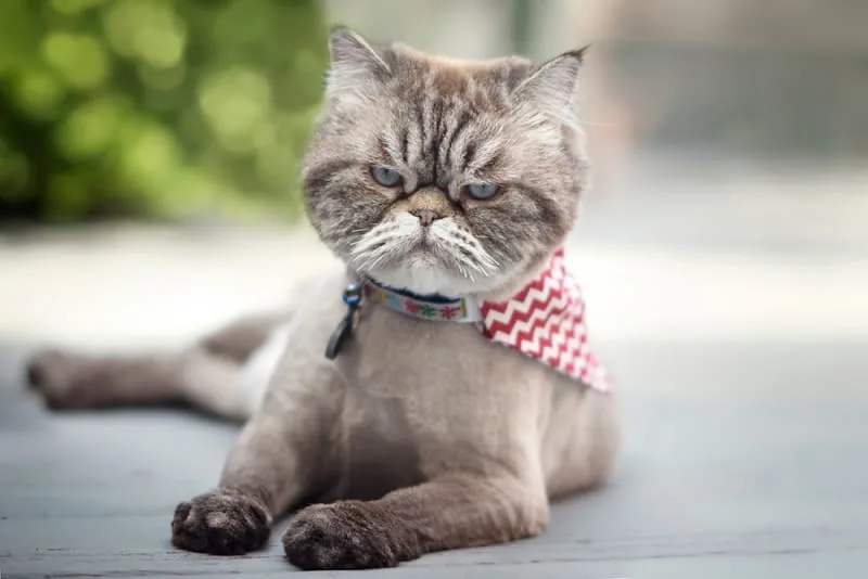 Cat Urinary Tract Infections & FLUTD