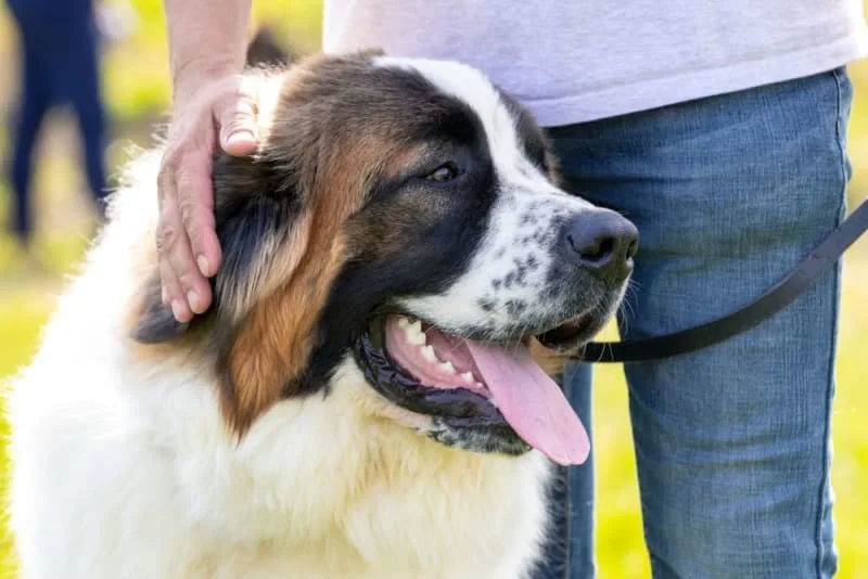 Dog Wellness Plans: Customized for Large Breeds Dogs