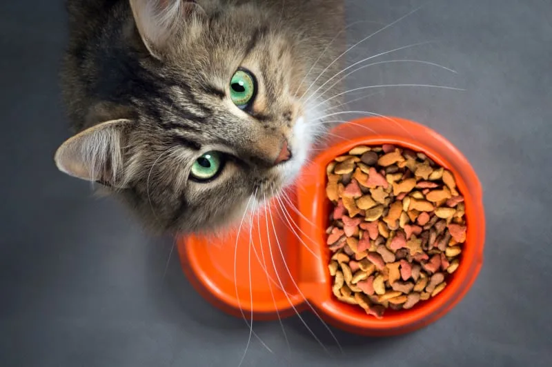 Why Won't My Cat Eat?
