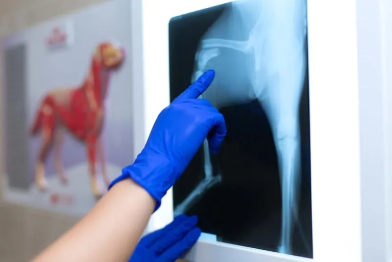 X-Ray for Dogs